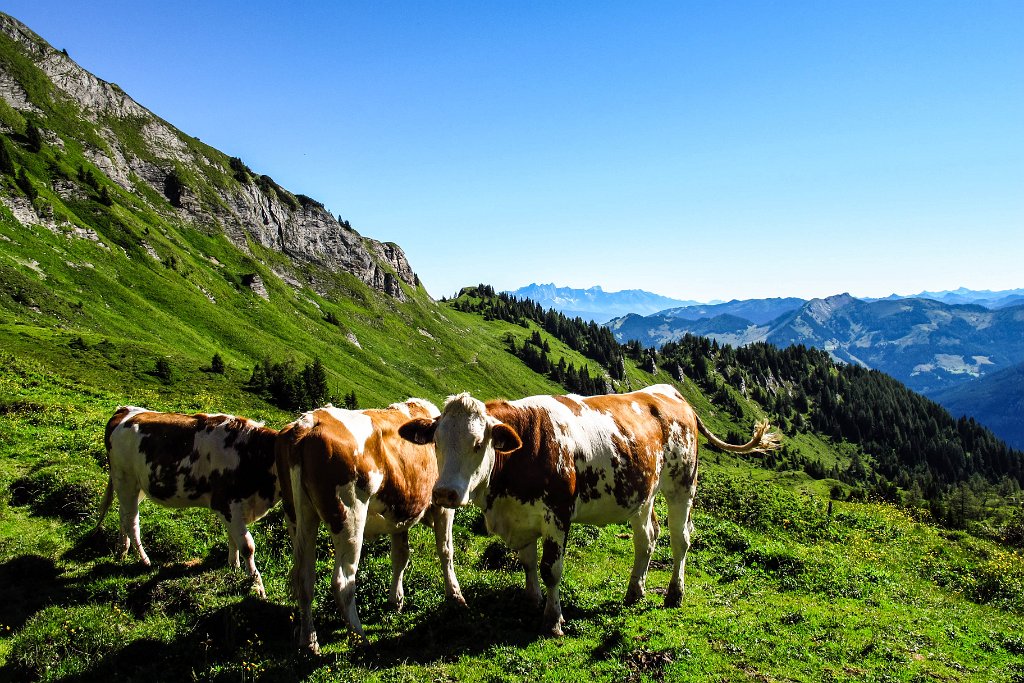 45 auch das Vieh begruesst uns ganz im Hintergrund das Dachsteinmasiv.jpg